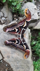Archaeoattacus edwardsii