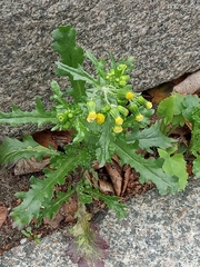 Senecio vulgaris