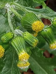 Senecio vulgaris