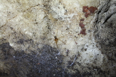 Loxosceles yucatana