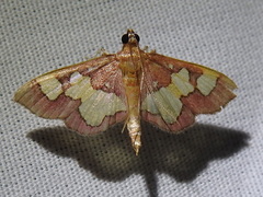 Colomychus talis