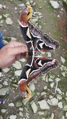 Archaeoattacus edwardsii