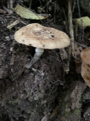 Armillaria nabsnona