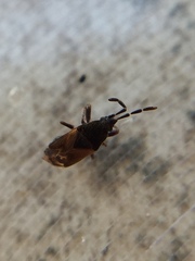 Tropistethus holosericus