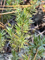 Juniperus communis depressa