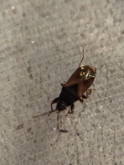 Tropistethus holosericus