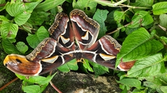 Archaeoattacus edwardsii