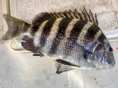 Archosargus probatocephalus