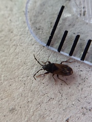 Tropistethus holosericus