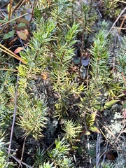 Juniperus communis depressa