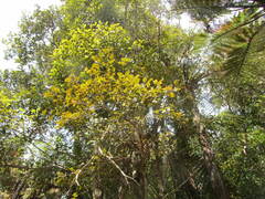 Pterophylla racemosa