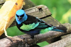 Stilpnia cyanicollis