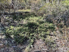 Juniperus communis depressa