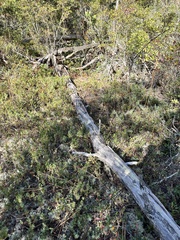 Juniperus communis depressa