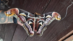 Archaeoattacus edwardsii