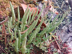 Cladonia ochrochlora