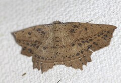 Polyacme subpulchra