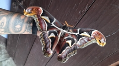 Archaeoattacus edwardsii