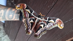 Archaeoattacus edwardsii