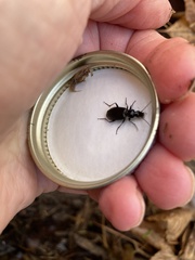 Platyninae