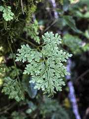 Asplenium dareoides