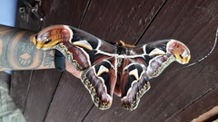Archaeoattacus edwardsii