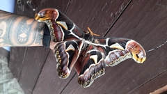 Archaeoattacus edwardsii