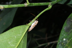 Cerambycidae