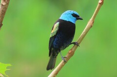 Stilpnia cyanicollis