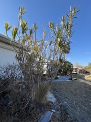 Dracaena reflexa angustifolia