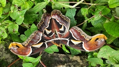 Archaeoattacus edwardsii