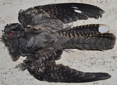 Caprimulgus ruficollis