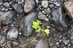Chrysosplenium tetrandrum
