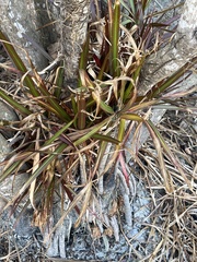 Dracaena reflexa angustifolia