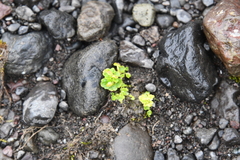 Chrysosplenium tetrandrum