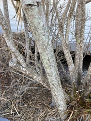 Dracaena reflexa angustifolia