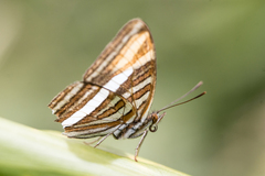 Adelpha syma