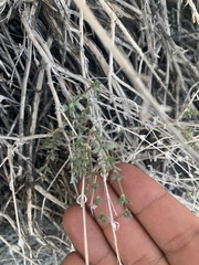 Galium hilendiae carneum