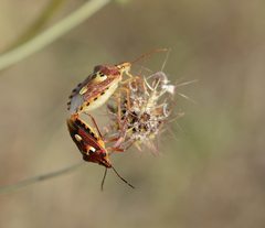 Codophila varia