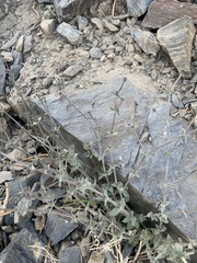 Galium hilendiae carneum