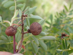 Diplolepis variabilis