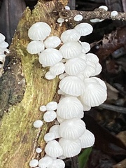 Marasmiellus
