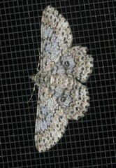 Cleora sabulata