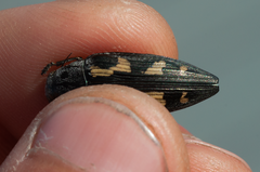 Buprestis laeviventris
