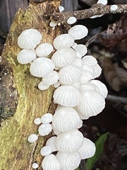 Marasmiellus