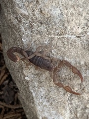 Centruroides vittatus