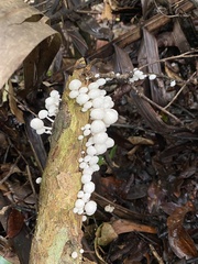 Marasmiellus