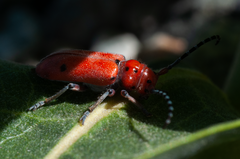 Tetraopes femoratus