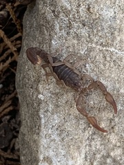 Centruroides vittatus