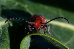 Tetraopes femoratus